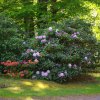 4. w ogrodzie - kwitnce rododendrony